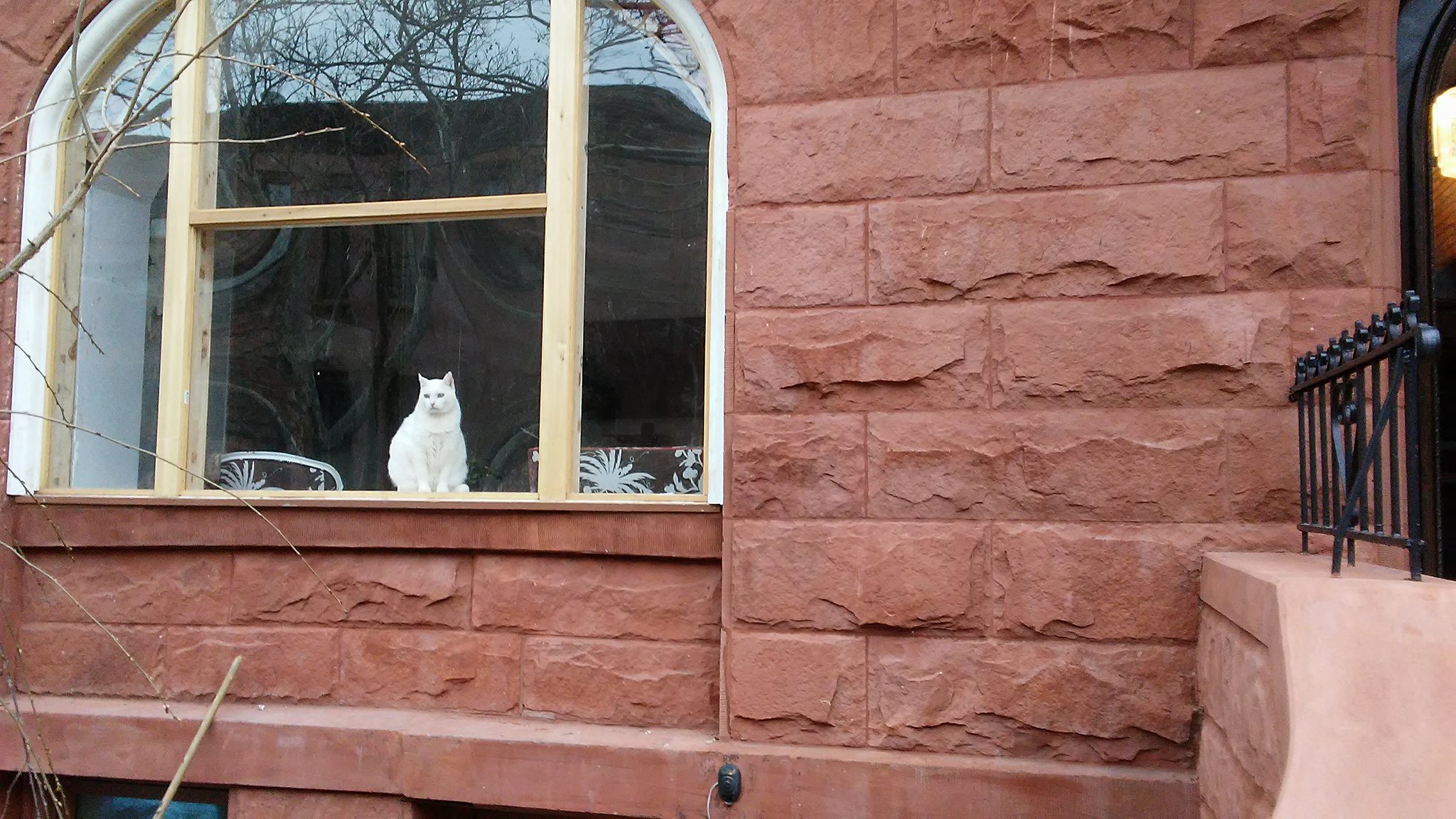 Cat on window